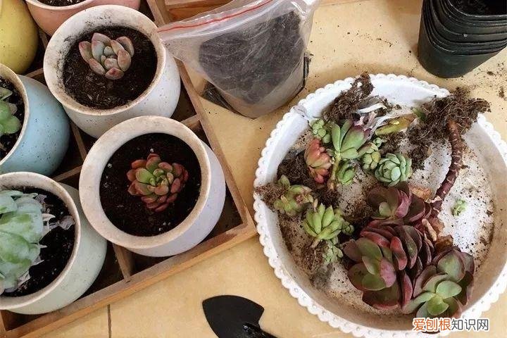 养多肉注意什么，多肉养护大总结，这7点学会了，啥肉都能养得活