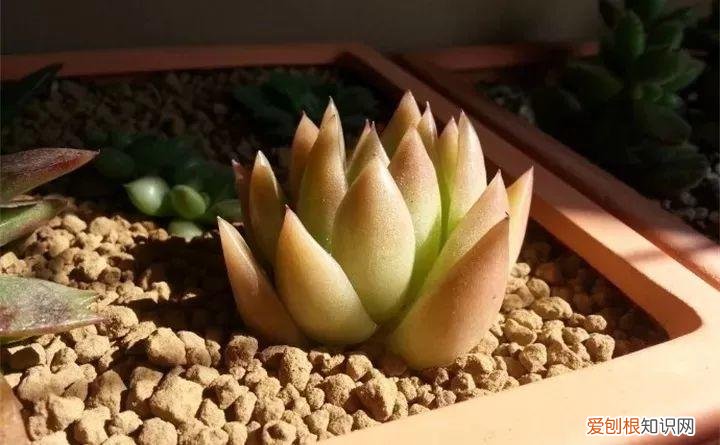 养多肉注意什么，多肉养护大总结，这7点学会了，啥肉都能养得活
