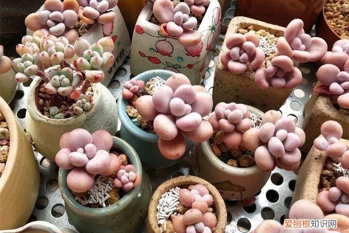 养多肉注意什么，多肉养护大总结，这7点学会了，啥肉都能养得活