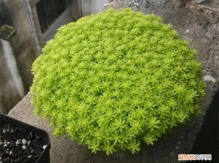 养多肉注意什么，多肉养护大总结，这7点学会了，啥肉都能养得活