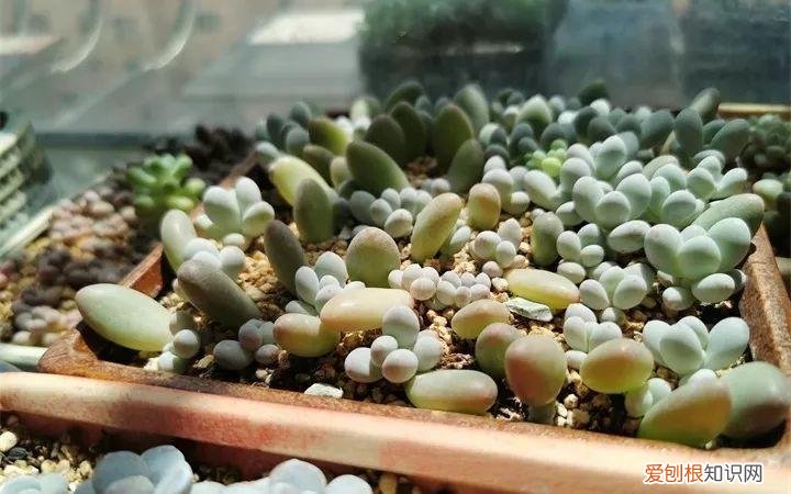 养多肉注意什么，多肉养护大总结，这7点学会了，啥肉都能养得活