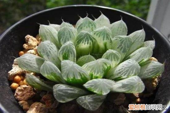 多肉叶片上长疙瘩，四点养肉小技巧，教你正确养肉肉，叶子鼓鼓的，通透感十足