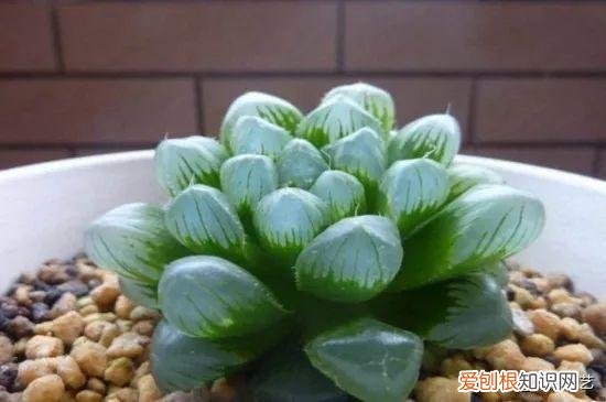 多肉叶片上长疙瘩，四点养肉小技巧，教你正确养肉肉，叶子鼓鼓的，通透感十足