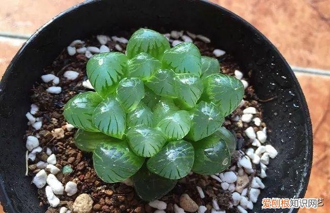 多肉叶片上长疙瘩，四点养肉小技巧，教你正确养肉肉，叶子鼓鼓的，通透感十足