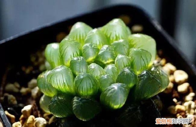 多肉叶片上长疙瘩，四点养肉小技巧，教你正确养肉肉，叶子鼓鼓的，通透感十足
