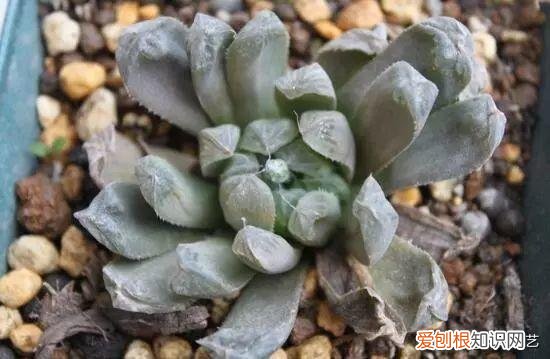 多肉叶片上长疙瘩，四点养肉小技巧，教你正确养肉肉，叶子鼓鼓的，通透感十足
