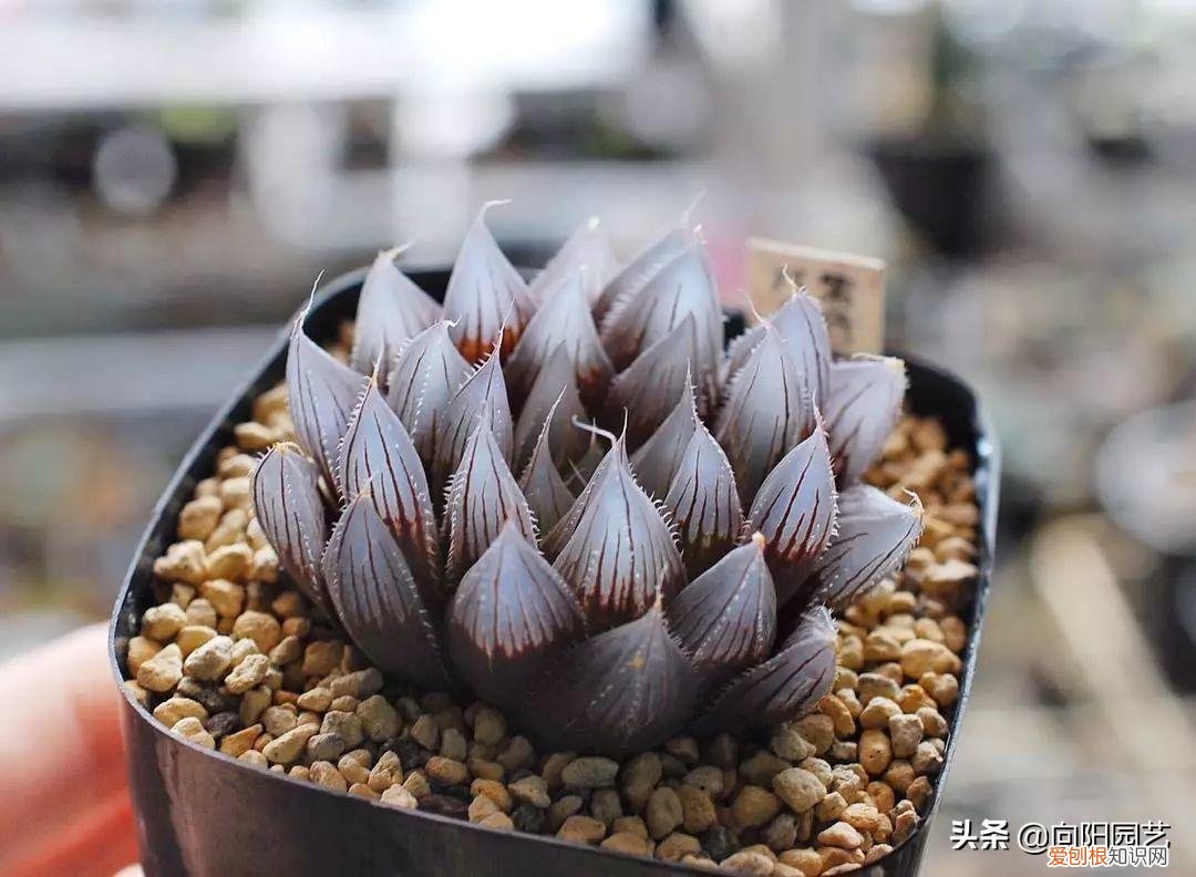 多肉叶片上长疙瘩，四点养肉小技巧，教你正确养肉肉，叶子鼓鼓的，通透感十足