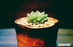 多肉叶片上长疙瘩，四点养肉小技巧，教你正确养肉肉，叶子鼓鼓的，通透感十足