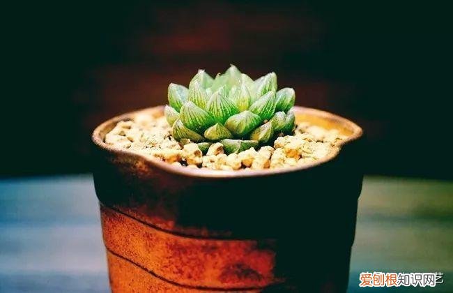 多肉叶片上长疙瘩，四点养肉小技巧，教你正确养肉肉，叶子鼓鼓的，通透感十足