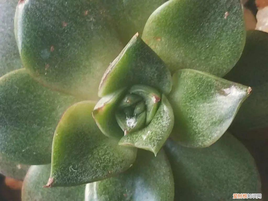 快速入门篇 怎样种植多肉植物，新手养多肉植物需要掌握的8点，别乱养，多看些老玩家的总结