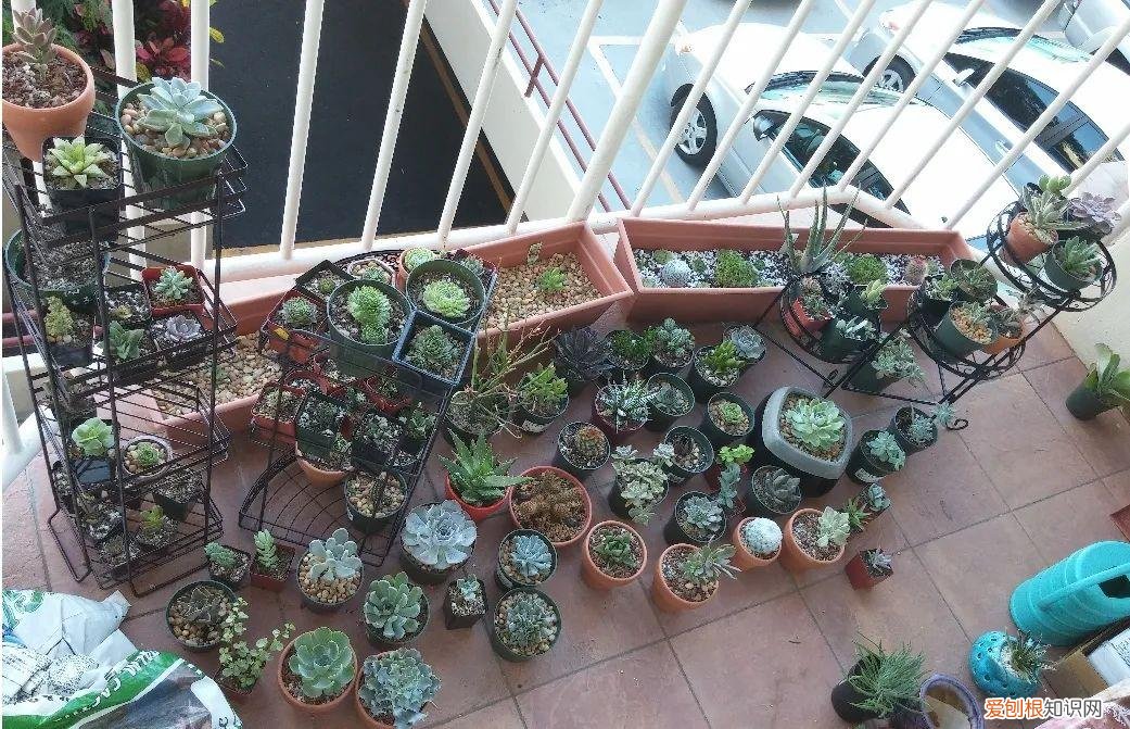 快速入门篇 怎样种植多肉植物，新手养多肉植物需要掌握的8点，别乱养，多看些老玩家的总结