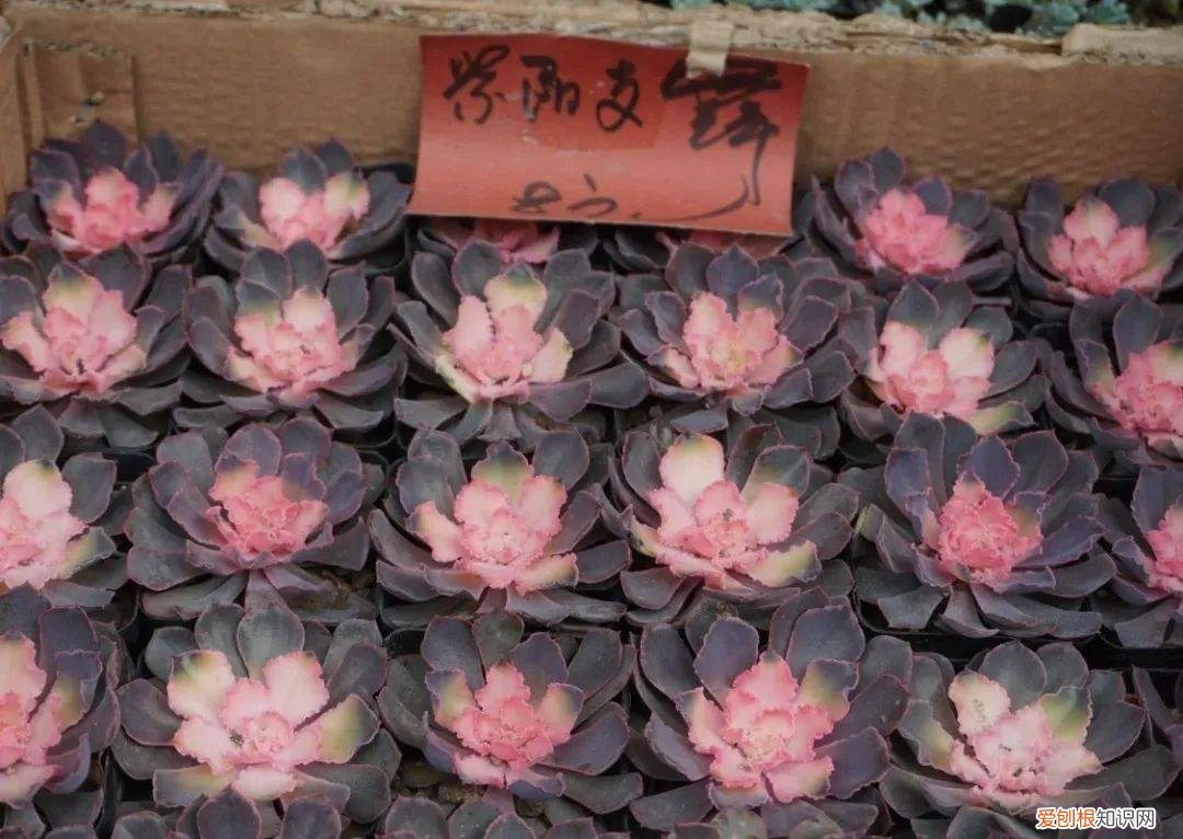快速入门篇 怎样种植多肉植物，新手养多肉植物需要掌握的8点，别乱养，多看些老玩家的总结