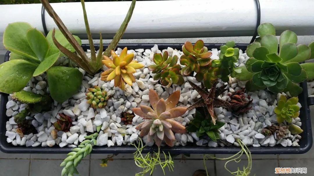 快速入门篇 怎样种植多肉植物，新手养多肉植物需要掌握的8点，别乱养，多看些老玩家的总结