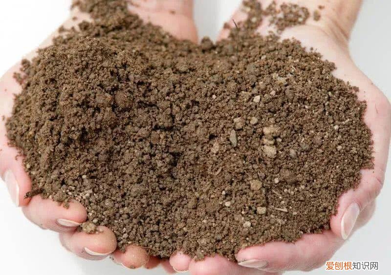 快速入门篇 怎样种植多肉植物，新手养多肉植物需要掌握的8点，别乱养，多看些老玩家的总结
