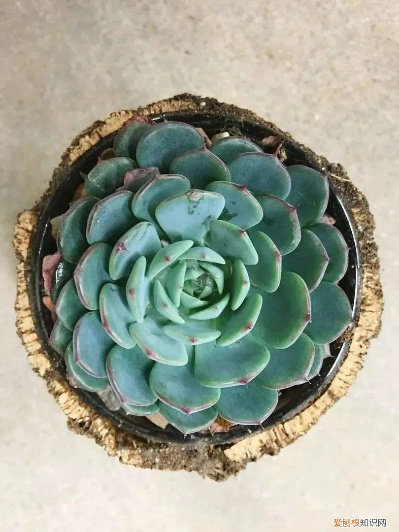 快速入门篇 怎样种植多肉植物，新手养多肉植物需要掌握的8点，别乱养，多看些老玩家的总结