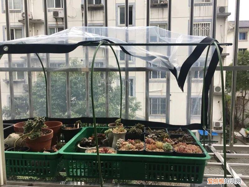 快速入门篇 怎样种植多肉植物，新手养多肉植物需要掌握的8点，别乱养，多看些老玩家的总结