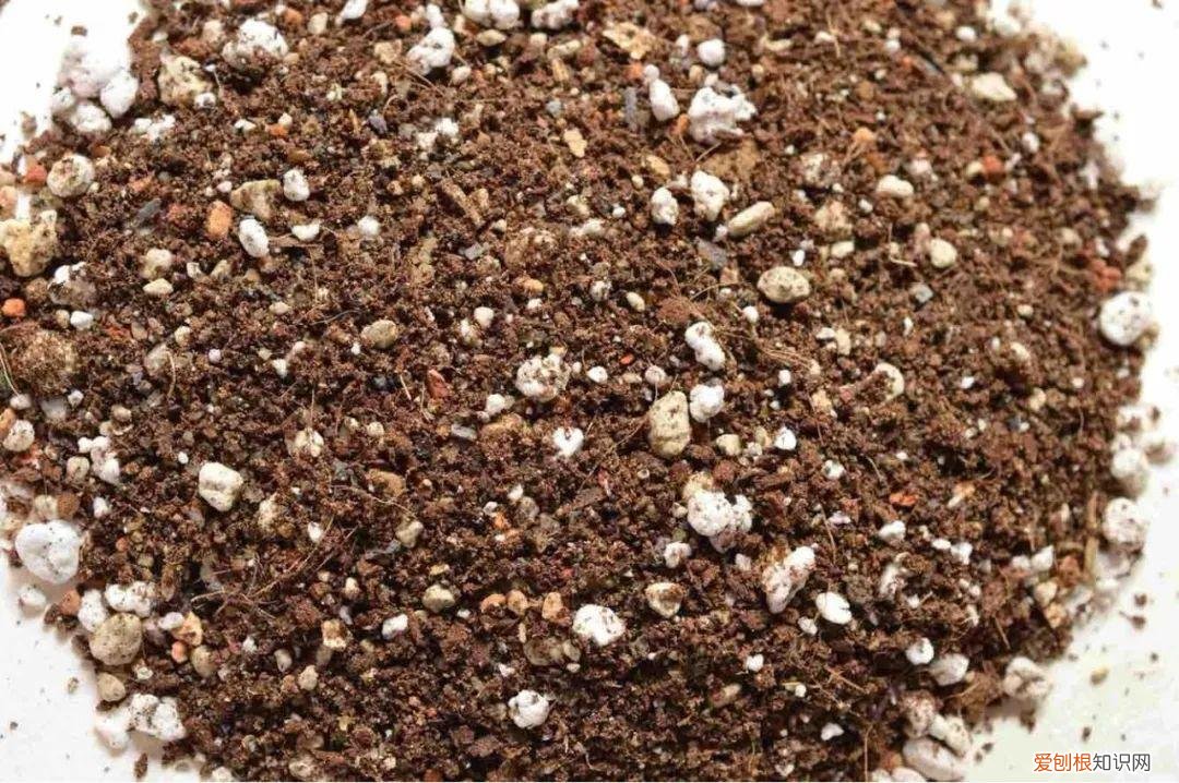 快速入门篇 怎样种植多肉植物，新手养多肉植物需要掌握的8点，别乱养，多看些老玩家的总结