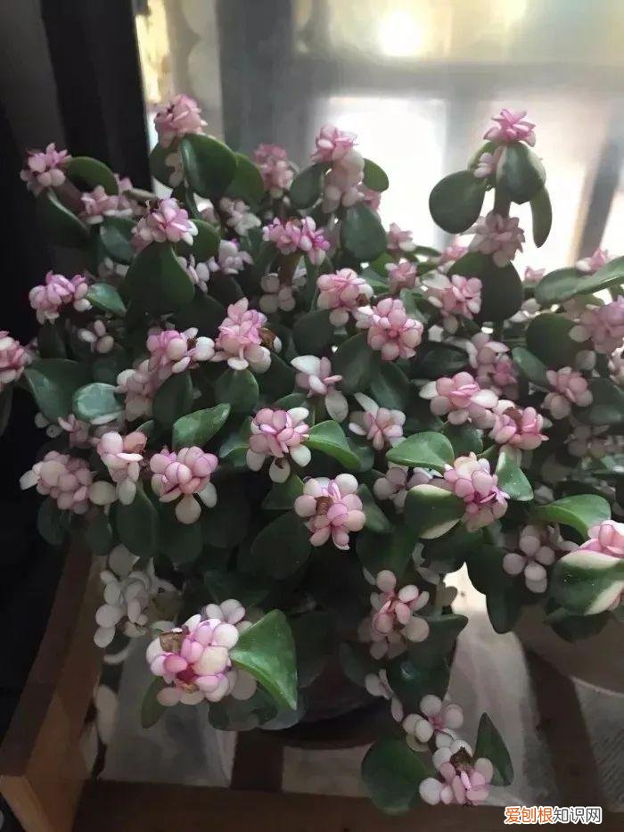 快速入门篇 怎样种植多肉植物，新手养多肉植物需要掌握的8点，别乱养，多看些老玩家的总结