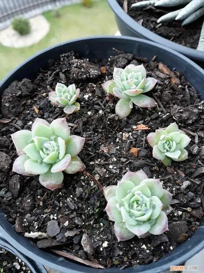快速入门篇 怎样种植多肉植物，新手养多肉植物需要掌握的8点，别乱养，多看些老玩家的总结