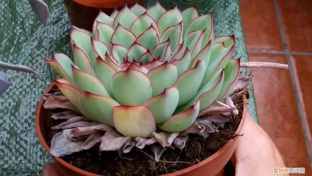 快速入门篇 怎样种植多肉植物，新手养多肉植物需要掌握的8点，别乱养，多看些老玩家的总结