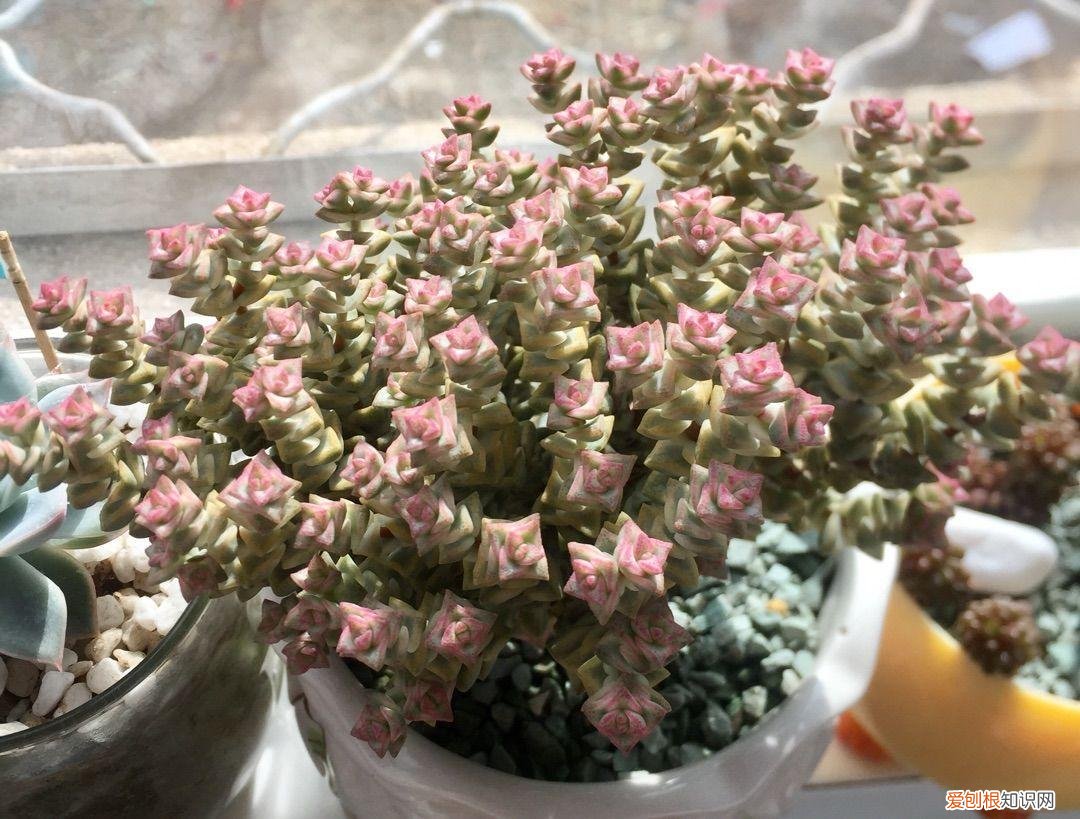 多肉植物如何养?，多肉植物怎么养，这些干货要知晓