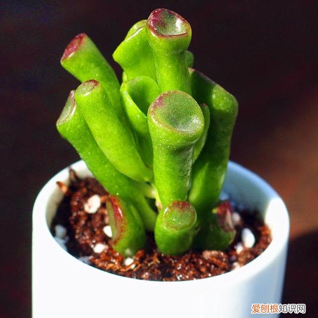 多肉植物如何养?，多肉植物怎么养，这些干货要知晓