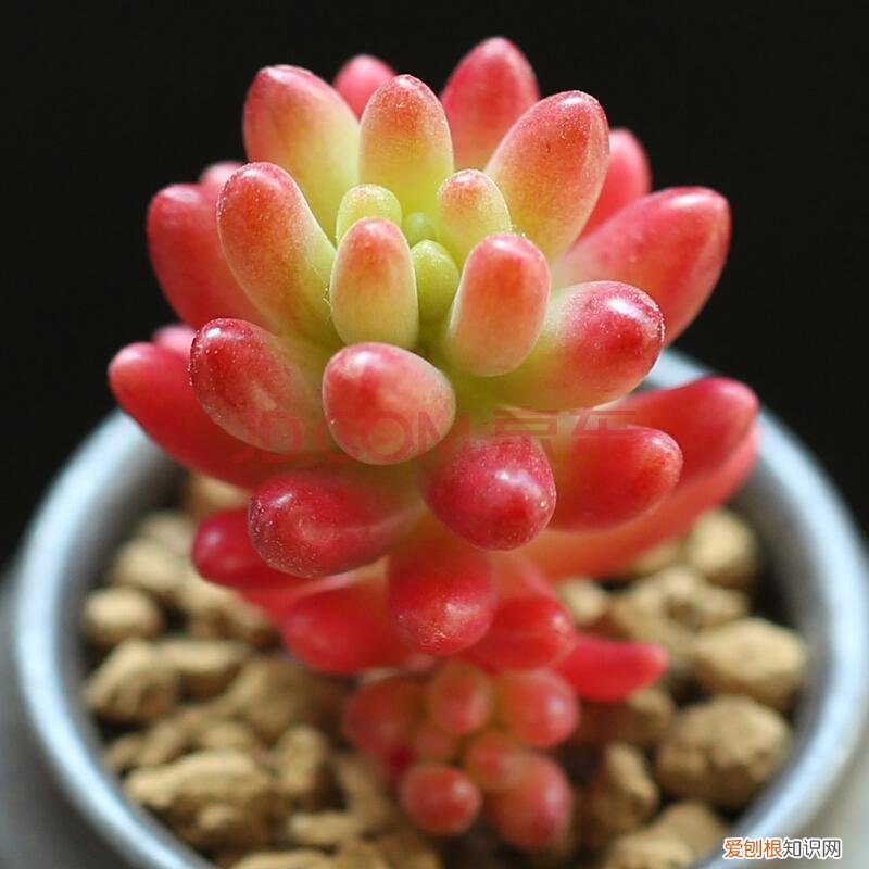 多肉植物如何养?，多肉植物怎么养，这些干货要知晓