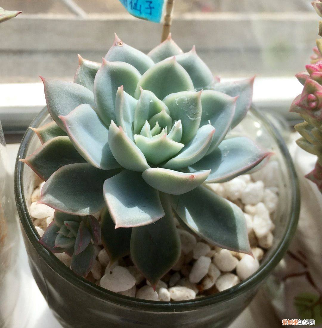 多肉植物如何养?，多肉植物怎么养，这些干货要知晓
