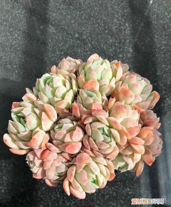 多肉叶子的种植方法和注意事项，多肉植物，10大养护技巧，只要你能学会，14天“绿叶变红叶”