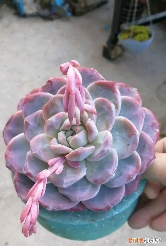 多肉叶子的种植方法和注意事项，多肉植物，10大养护技巧，只要你能学会，14天“绿叶变红叶”