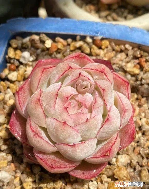 多肉叶子的种植方法和注意事项，多肉植物，10大养护技巧，只要你能学会，14天“绿叶变红叶”