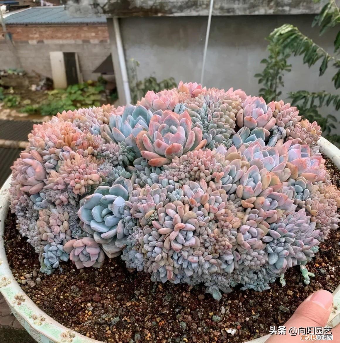 多肉叶子的种植方法和注意事项，多肉植物，10大养护技巧，只要你能学会，14天“绿叶变红叶”