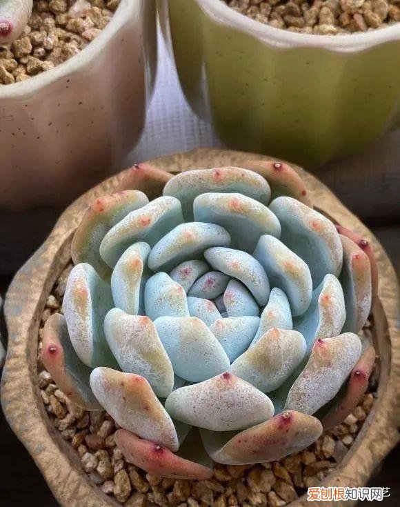 多肉叶子的种植方法和注意事项，多肉植物，10大养护技巧，只要你能学会，14天“绿叶变红叶”