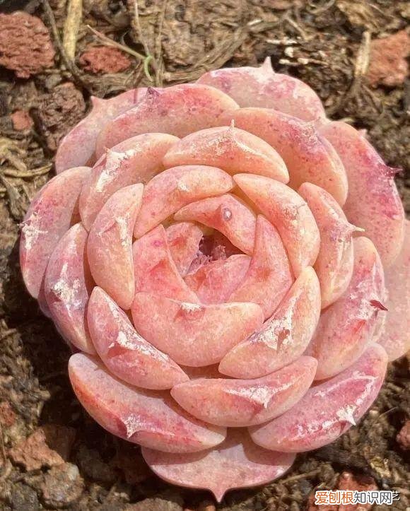 多肉叶子的种植方法和注意事项，多肉植物，10大养护技巧，只要你能学会，14天“绿叶变红叶”