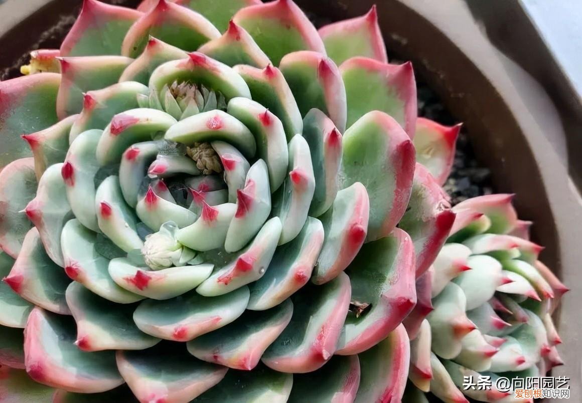 多肉叶子的种植方法和注意事项，多肉植物，10大养护技巧，只要你能学会，14天“绿叶变红叶”