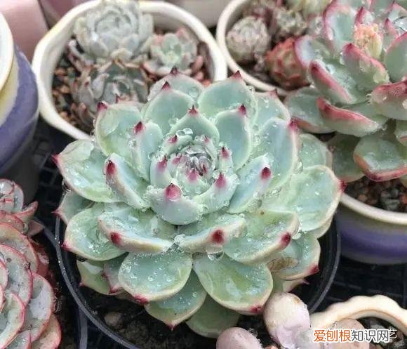 多肉叶子的种植方法和注意事项，多肉植物，10大养护技巧，只要你能学会，14天“绿叶变红叶”