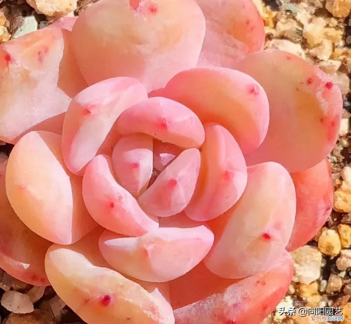 多肉叶子的种植方法和注意事项，多肉植物，10大养护技巧，只要你能学会，14天“绿叶变红叶”