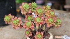 多肉植物这样养，养多肉植物，做好这“5点”，四季长势好，轻松养出美状态