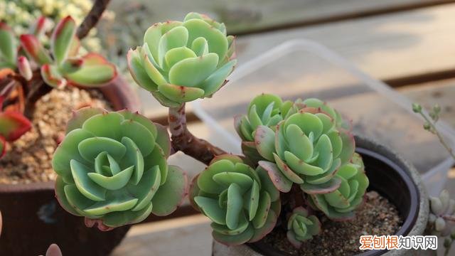 多肉植物这样养，养多肉植物，做好这“5点”，四季长势好，轻松养出美状态