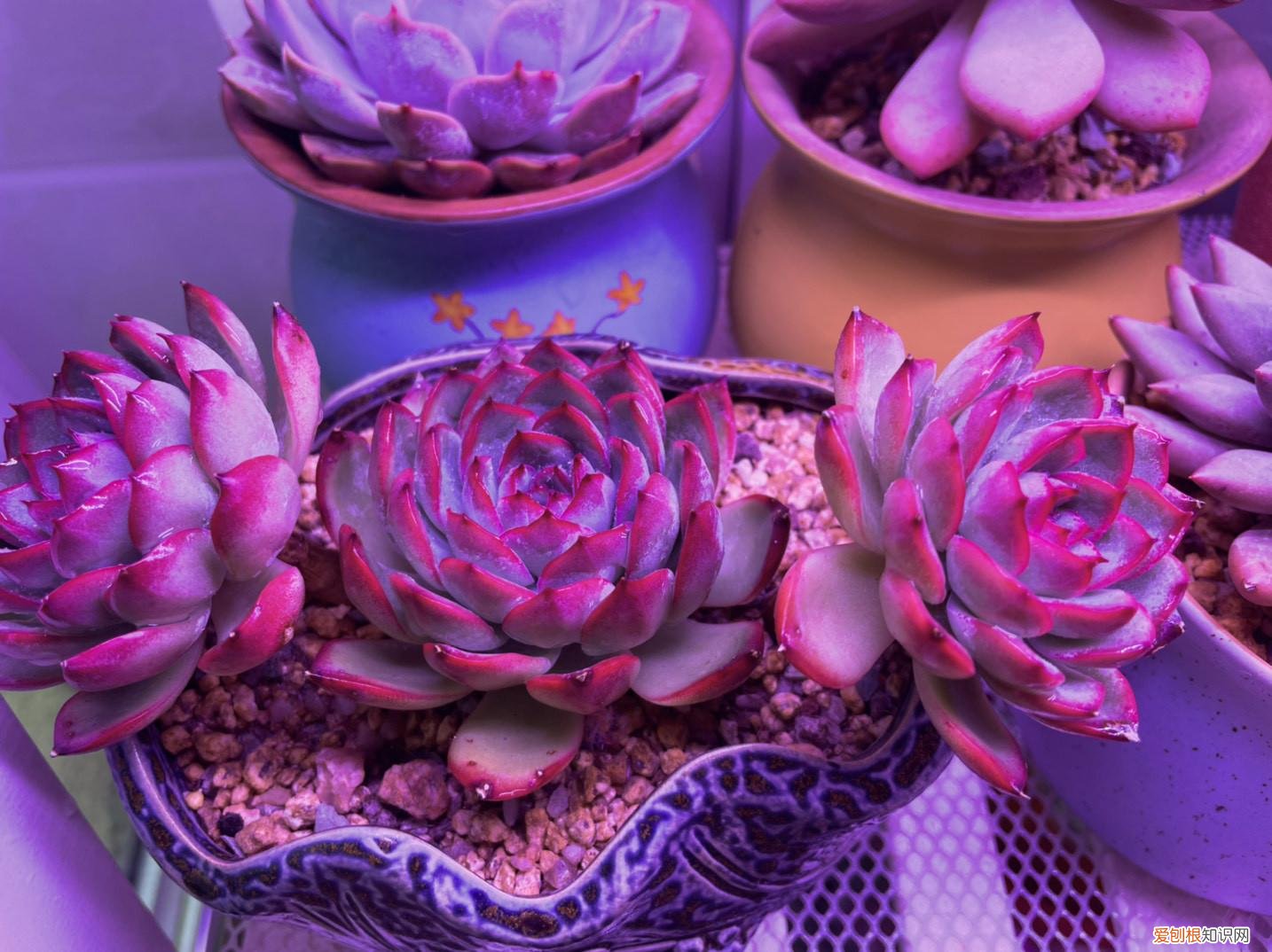 如何把多肉养成老桩盆栽，养好多肉的五个绝招，简单好学还全面，新手掌握轻松养成老桩