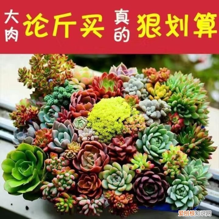 室内阳台养多肉可以出状态吗，教你如何养多肉，简单4个“办法”，养出水嫩状态！