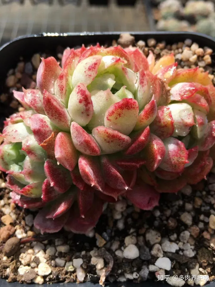 多肉植物怎么养才漂亮视频,养多肉怎么养才能养的又大又好?
