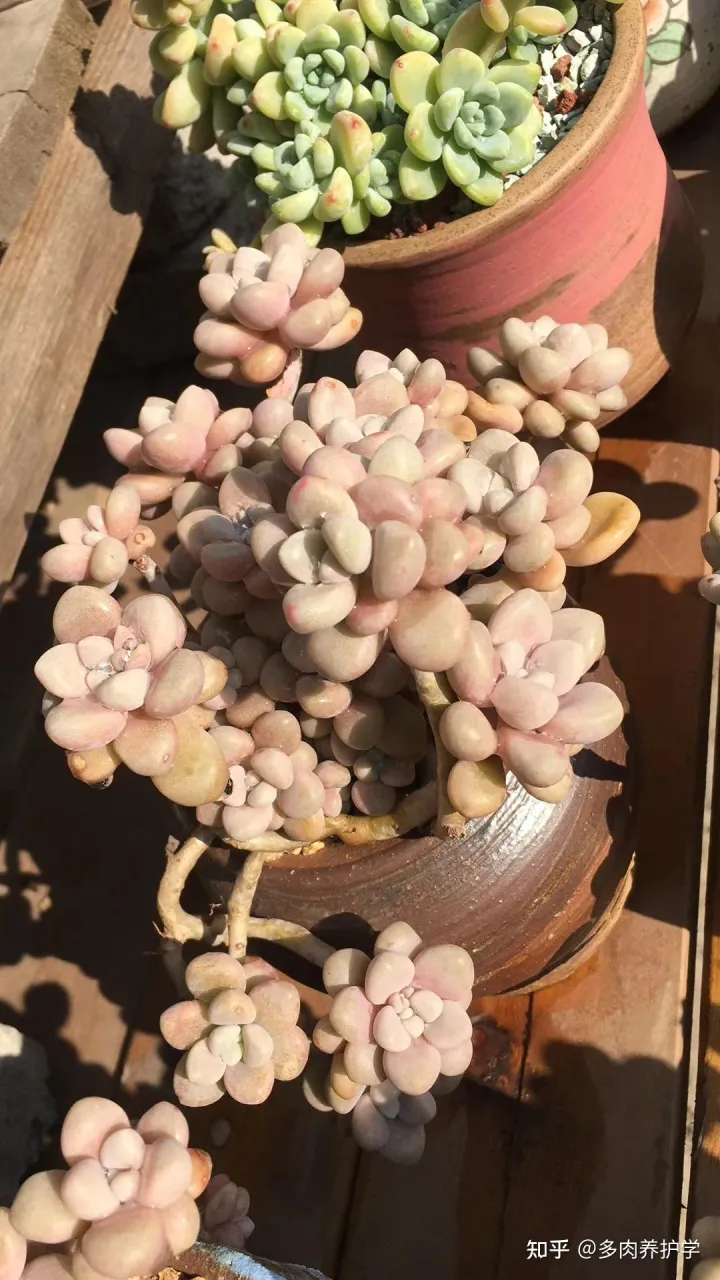 多肉植物怎么养才漂亮视频,养多肉怎么养才能养的又大又好?