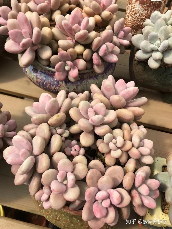 多肉植物怎么养才漂亮视频,养多肉怎么养才能养的又大又好?
