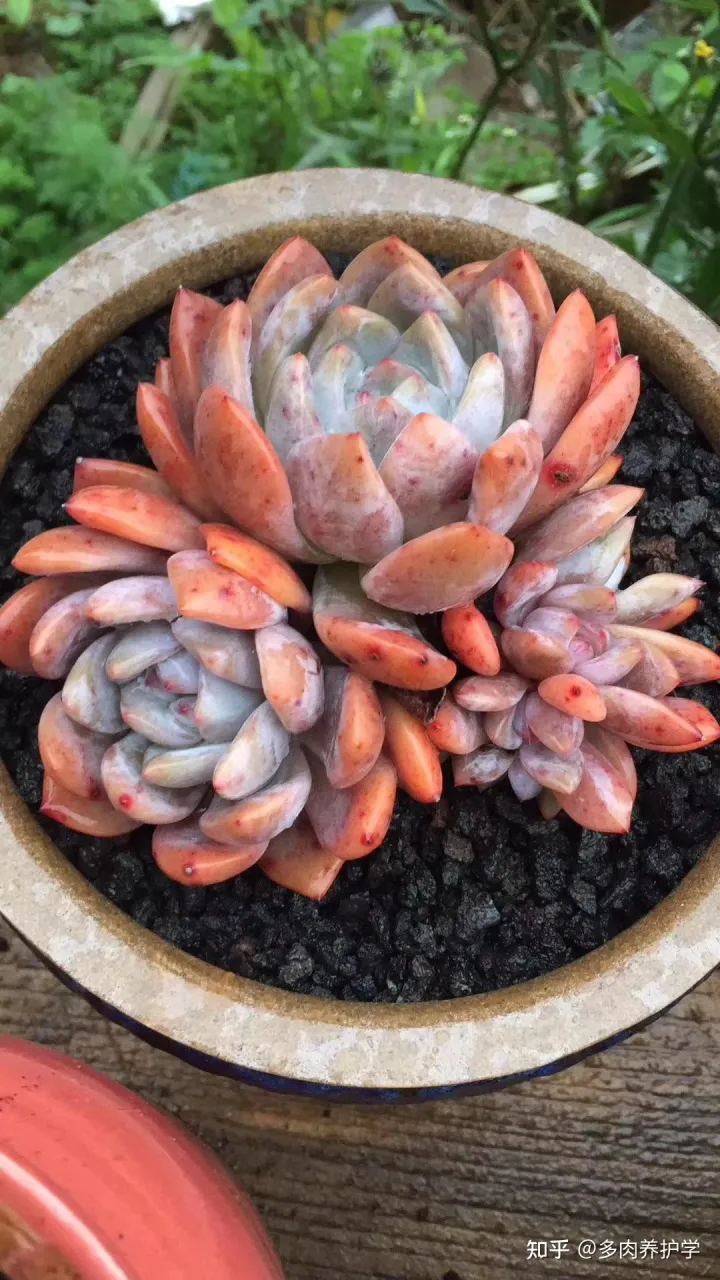 多肉植物怎么养才漂亮视频,养多肉怎么养才能养的又大又好?