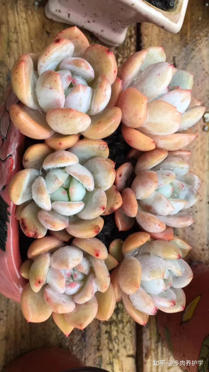 多肉植物怎么养才漂亮视频,养多肉怎么养才能养的又大又好?