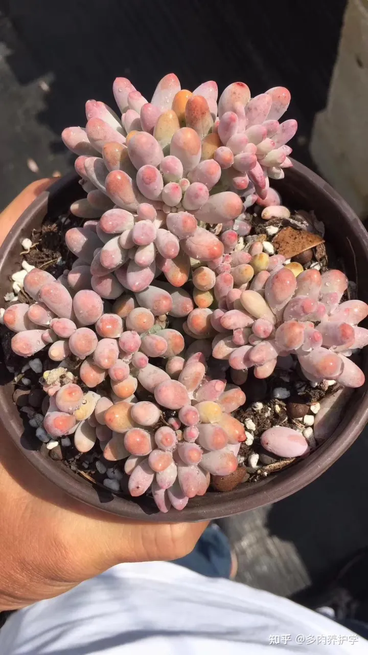 多肉植物怎么养才漂亮视频,养多肉怎么养才能养的又大又好?