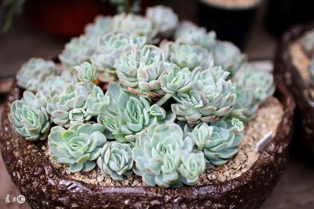 多肉好养活吗?怎么养，怎么才能养活多肉植物并且养好？