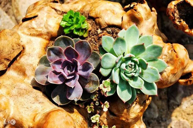 多肉好养活吗?怎么养，怎么才能养活多肉植物并且养好？