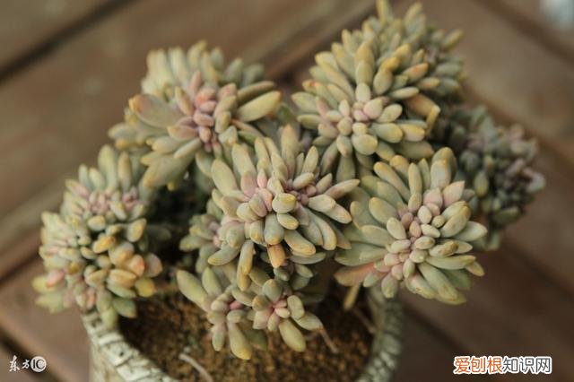多肉好养活吗?怎么养，怎么才能养活多肉植物并且养好？